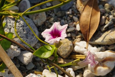 Ipomoea littoralis, photographed by Takaaki Hattori