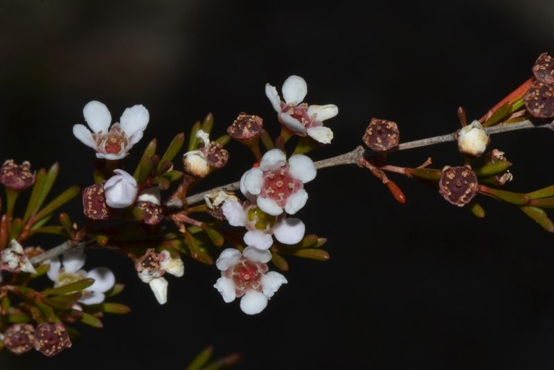 Astartea scoparia, photographed by T. Hammer