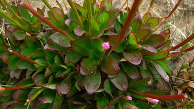 Epilobium crassum, photographed by Sarah Richardson