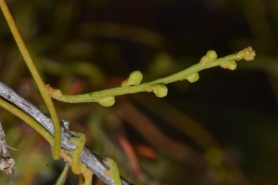 Cassytha racemosa, photographed by T. Hammer