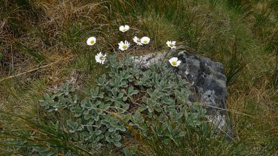 Celmisia allanii, photographed by Sarah Richardson