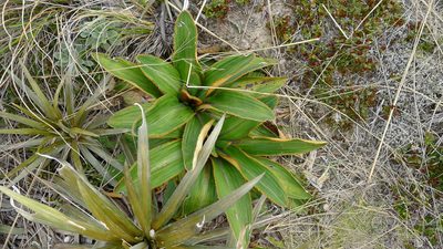 Celmisia traversii, photographed by Sarah Richardson