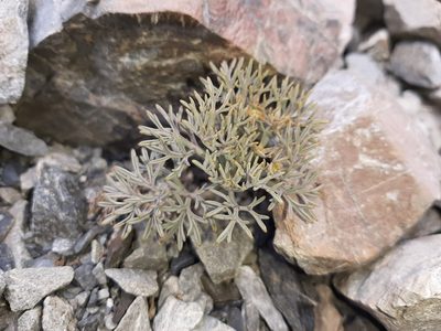 Lignocarpa carnosula, photographed by georgiasteel