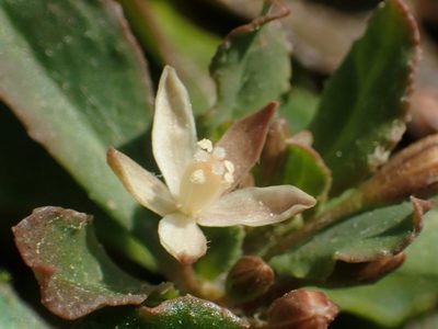 Glinus oppositifolius, photographed by 葉子