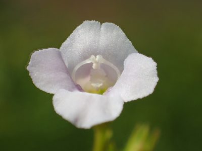 Torenia anagallis, photographed by 葉子