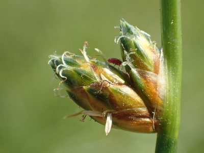 Schoenoplectiella juncoides, photographed by 葉子