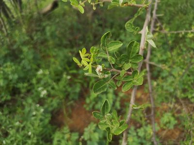 Commiphora mollis, photographed by Jens-Christian Svenning