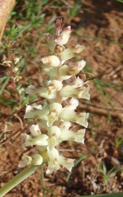 Lachenalia canaliculata, photographed by Nicola van Berkel