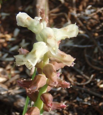 Lachenalia canaliculata, photographed by Nicola van Berkel