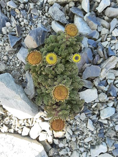 Leptinella dendyi, photographed by georgiasteel
