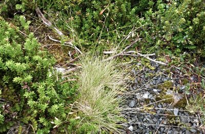 Poa colensoi, photographed by Colin Meurk