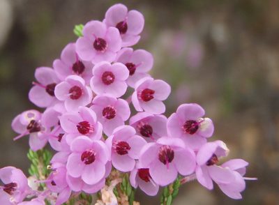 Erica newdigateae, photographed by Nicola van Berkel