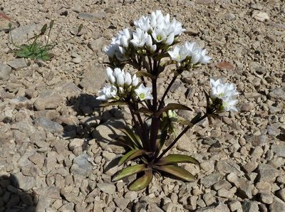 Gentianella corymbifera, photographed by Colin Meurk
