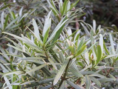 Podocarpus macrophyllus, photographed by Marco Mussita
