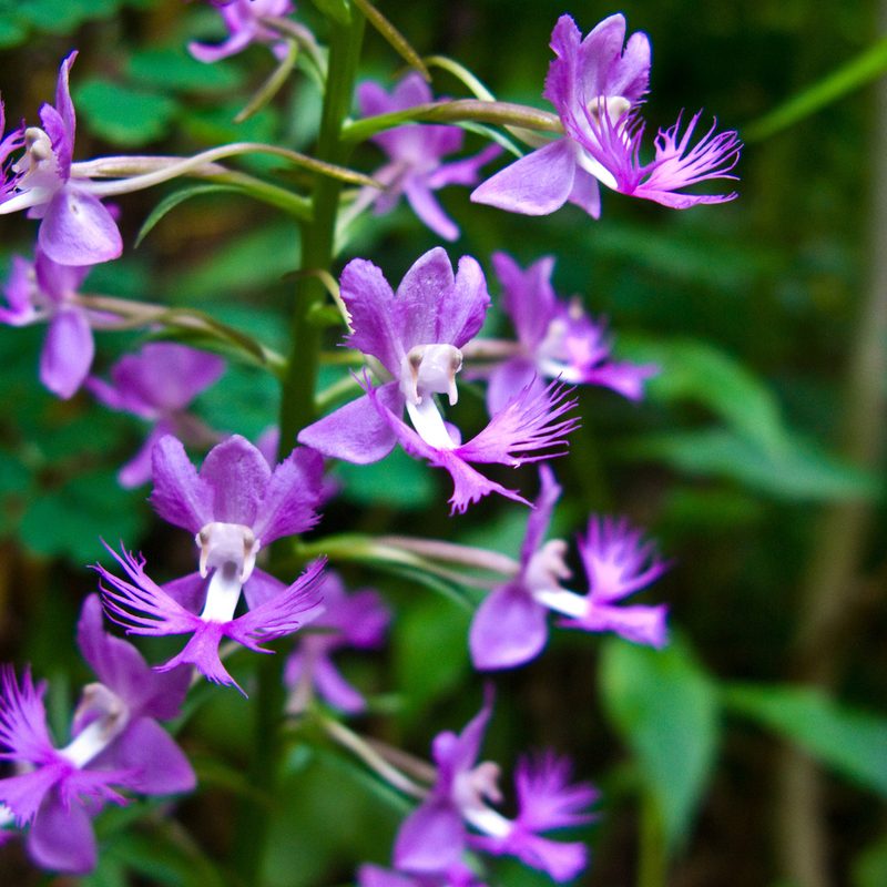 Platanthera shriveri, photographed by Ken-ichi Ueda