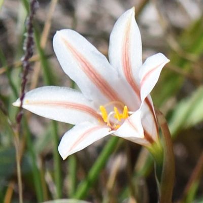 Cyrtanthus loddigesianus, photographed by Andrew Gillespie