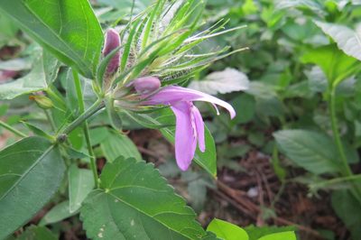 Justicia squarrosa, photographed by Agustín Zarco