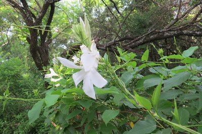 Mandevilla laxa, photographed by Agustín Zarco