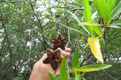 Kageneckia lanceolata, photographed by Agustín Zarco