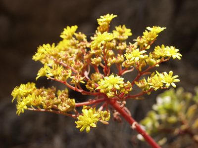 Aeonium spathulatum, photographed by Ina Siebert