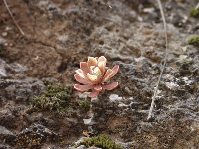 Aeonium spathulatum, photographed by Ina Siebert