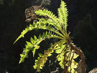 Sonchus hierrensis, photographed by Ina Siebert