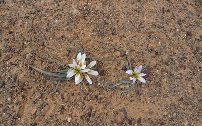 Colchicum gramineum, photographed by Christoph Moning