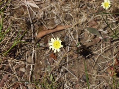 Tolpis umbellata, photographed by Ina Siebert
