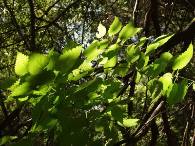 Urtica morifolia, photographed by Ina Siebert