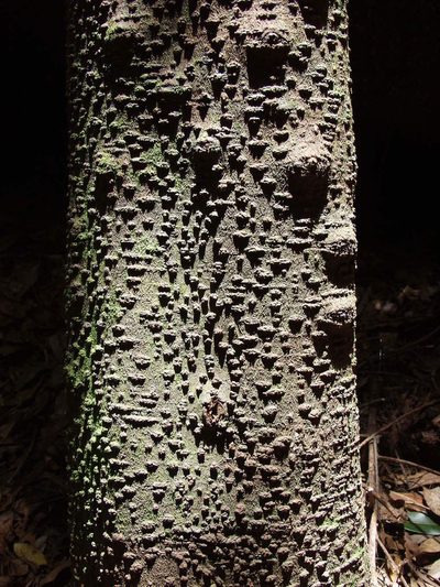 Ocotea foetens, photographed by Ina Siebert