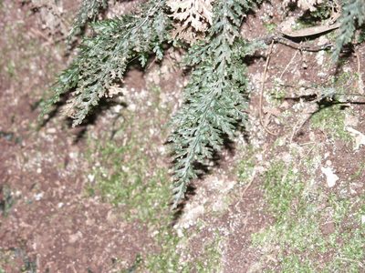 Vandenboschia speciosa, photographed by Ina Siebert