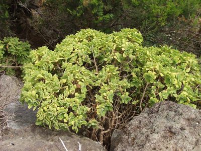 Aeonium goochiae, photographed by Ina Siebert