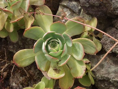 Aeonium hierrense, photographed by Ina Siebert
