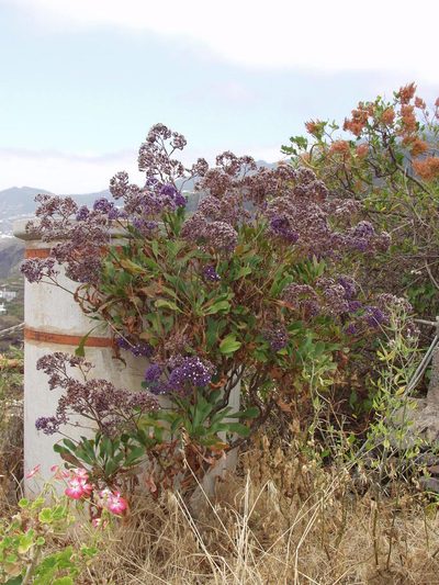 Limonium arboreum, photographed by Ina Siebert