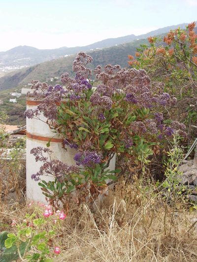 Limonium arboreum, photographed by Ina Siebert