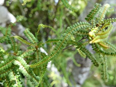 Sophora fulvida, photographed by Jacqui Geux