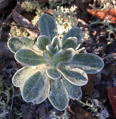 Chrysopsis godfreyi, photographed by Jessica