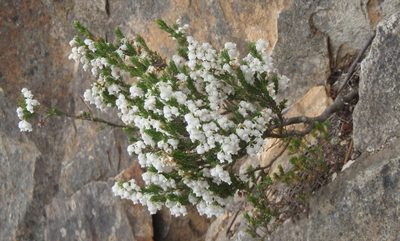 Erica glomiflora, photographed by Nicola van Berkel