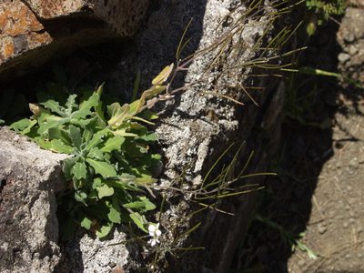 Arabis caucasica, photographed by Ina Siebert