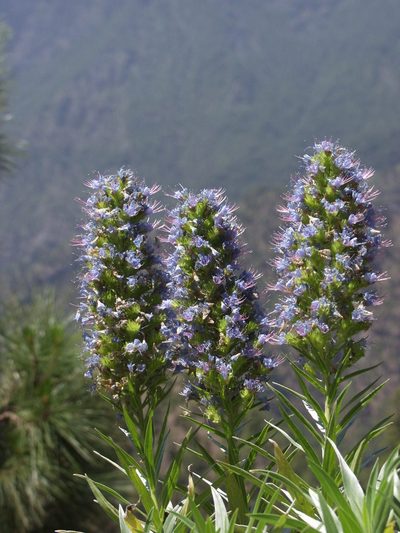 Echium webbii, photographed by Ina Siebert
