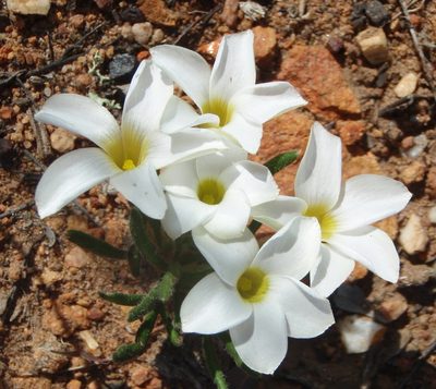 Oxalis algoensis, photographed by Nicola van Berkel