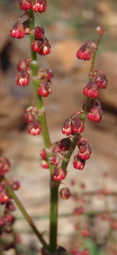Rumex lativalvis, photographed by Nicola van Berkel