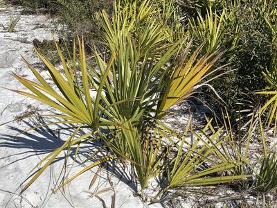 Sabal etonia, photographed by Judy Gallagher