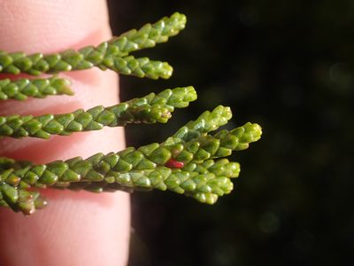 Lepidothamnus fonkii, photographed by Nolan Exe