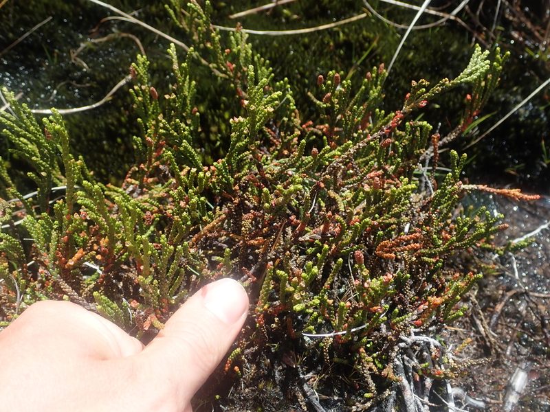 Lepidothamnus fonkii, photographed by Nolan Exe