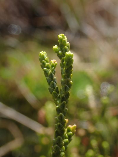 Lepidothamnus fonkii, photographed by Nolan Exe