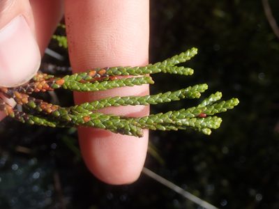 Lepidothamnus fonkii, photographed by Nolan Exe