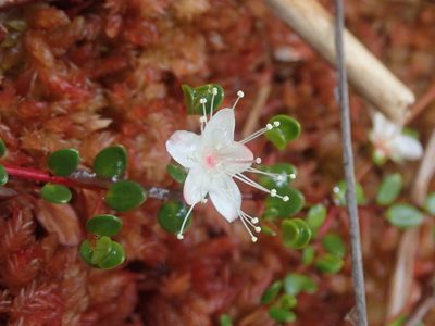 Myrteola nummularia, photographed by Nolan Exe