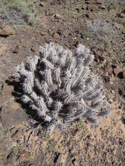 Euphorbia handiensis, photographed by Christoph Moning