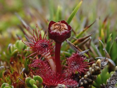 Drosera uniflora, photographed by Nolan Exe